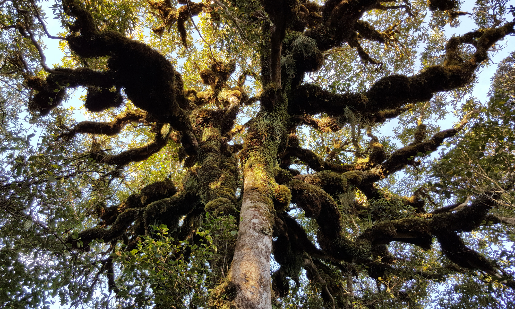 Large multi branched tree covered with ephiphytes