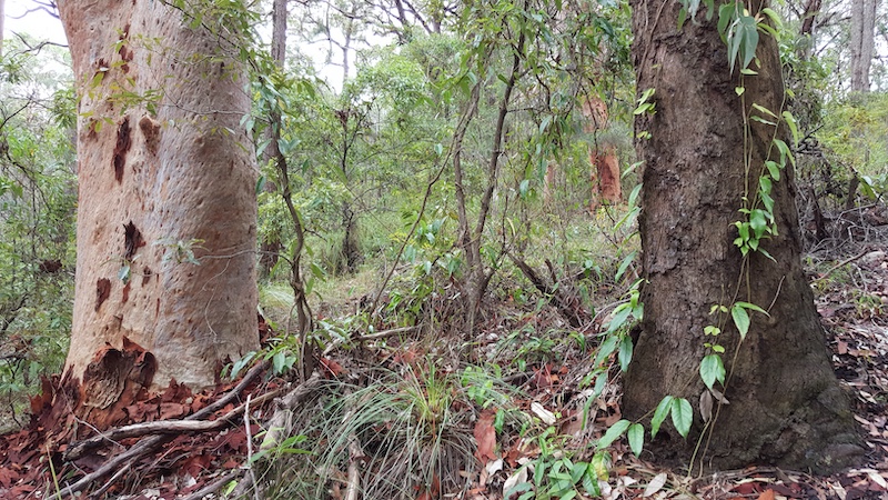 Two sturdy tree trunks